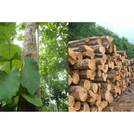 Gỗ Giá Tỵ - Teak