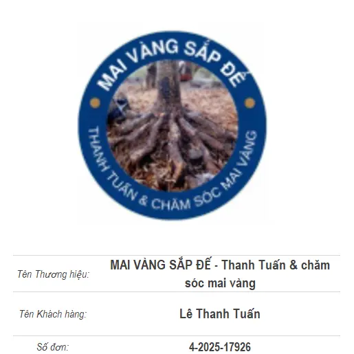 MAI VÀNG SẮP ĐẾ - Thanh Tuấn & chăm sóc mai vàng
